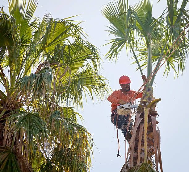 Trusted Remington, IN Tree Services Experts